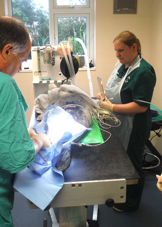 Kerplunk being operated on by Paul Riley, a director of Head and Head vets in Helston