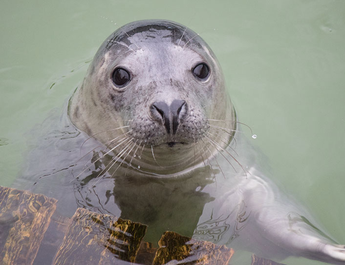 Kerplunk, a rescued grey seal pup from the 2015/16 season