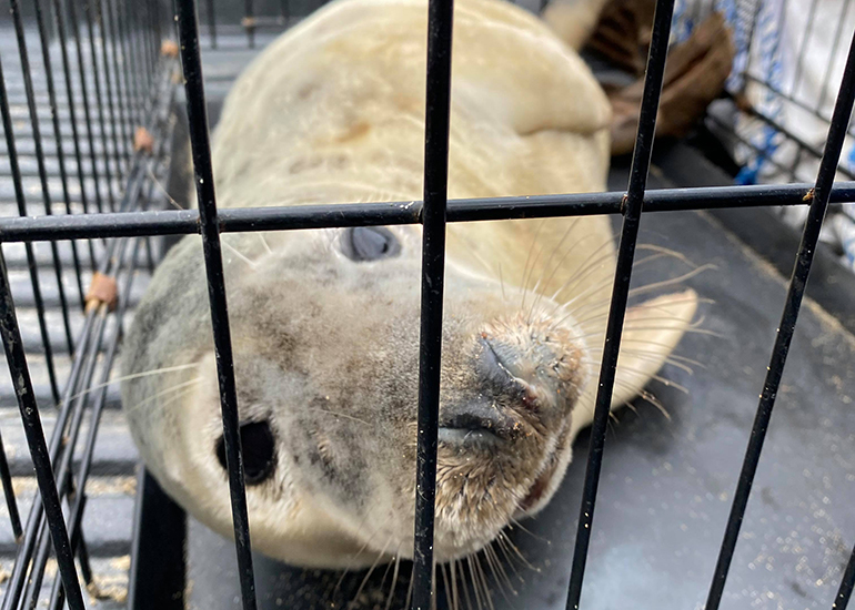 Kipper - Photo Credit: Lizzi Larbalestier