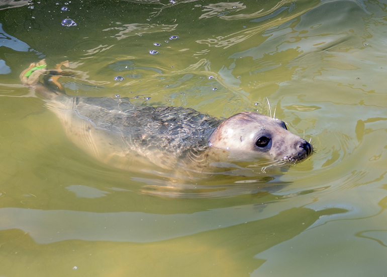 Kipper - Photo taken on 17th April 2021