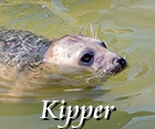 Kipper