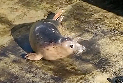 Seal Release - 30th April 2021