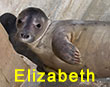 Kitty, a rescued grey seal pup from the 2017/18 season