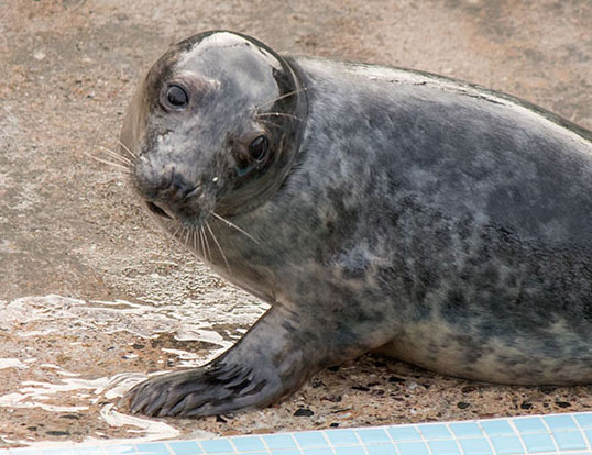 Labyrinth, a rescued grey seal pup from the 2015/16 season