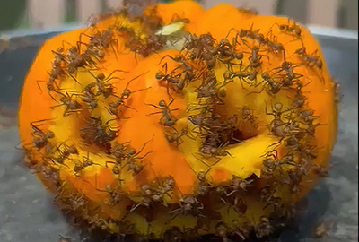 Leaf Cutter Ants devour their Halloween treat