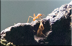 Meet the Creatures