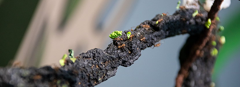 Leaf-cutter Ants