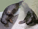 Leo, a rescued grey seal pup from the 2013/14 season