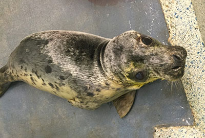 Lobster - Photo by Zoe Morris