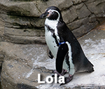 Lola
