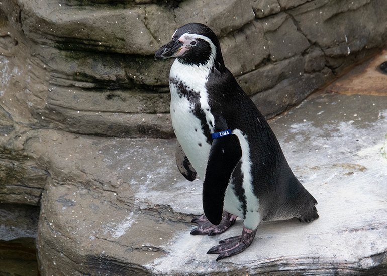 Lola - Humboldt Penguin