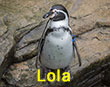 Lola - Blue Tag - Penguin
