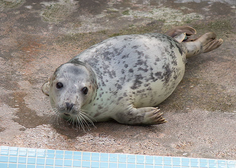 Ludo - photo taken on 27th December 2015