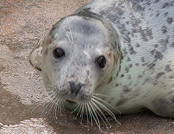 ludo, a rescued grey seal pup from the 2015/16 season