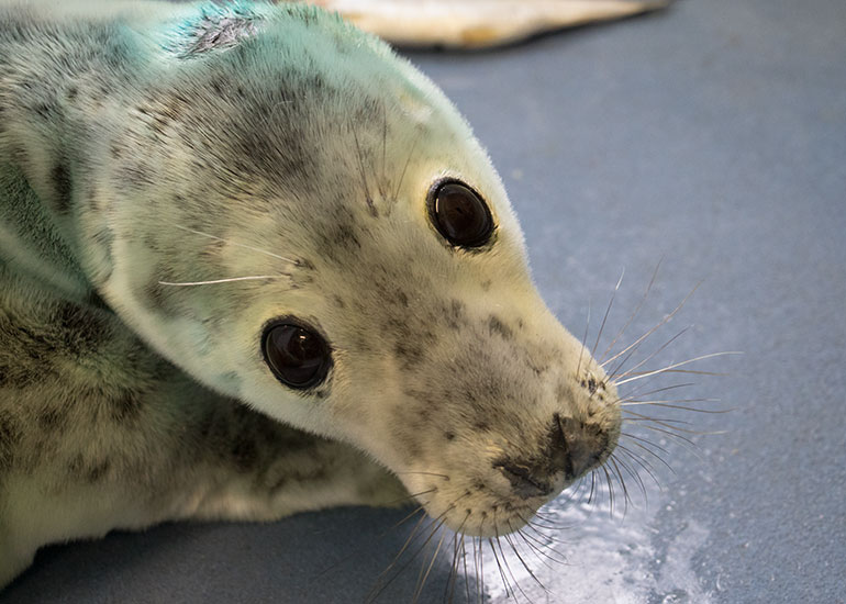 Ludo - photo taken on 23rd October 2015