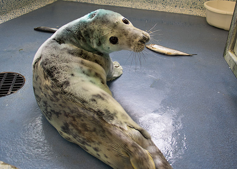 Ludo - photo taken on 23rd October 2015