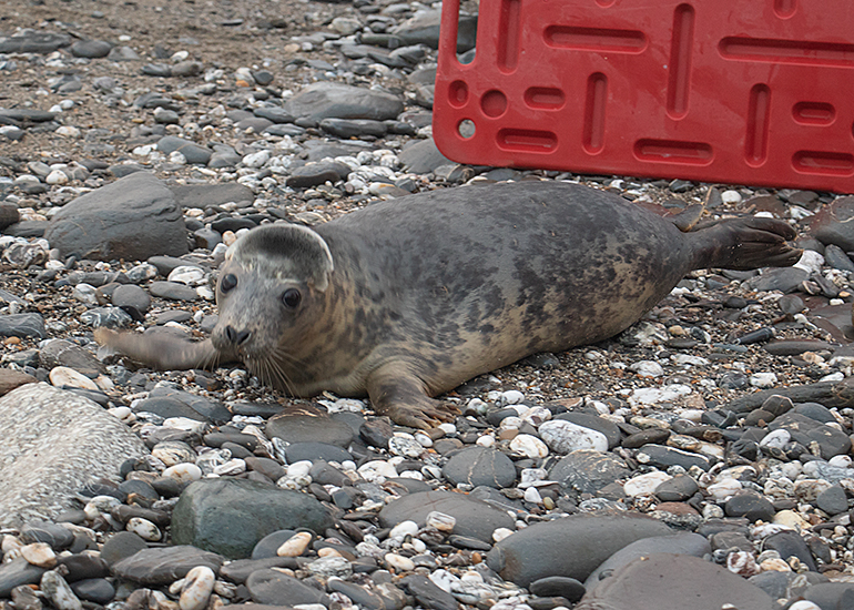 Lyra, rescued seal pup