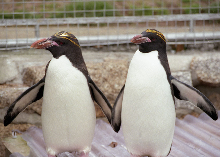 Macaroni Penguins