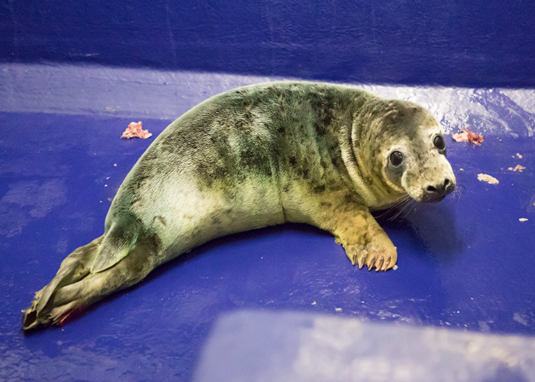 Madonna, rescued seal pup