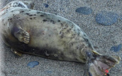 Madonna - photo taken by Sue Sayer of the Cornwall Seal Group Research Trust