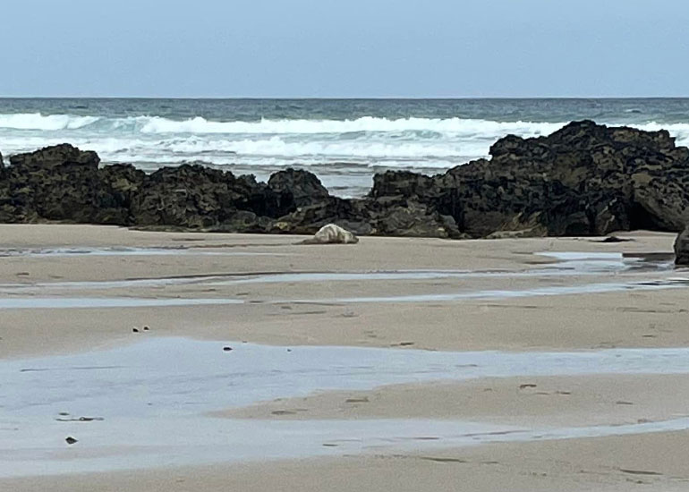 Anthea Hawtrey-Collier - Photo Credit - BDMLR