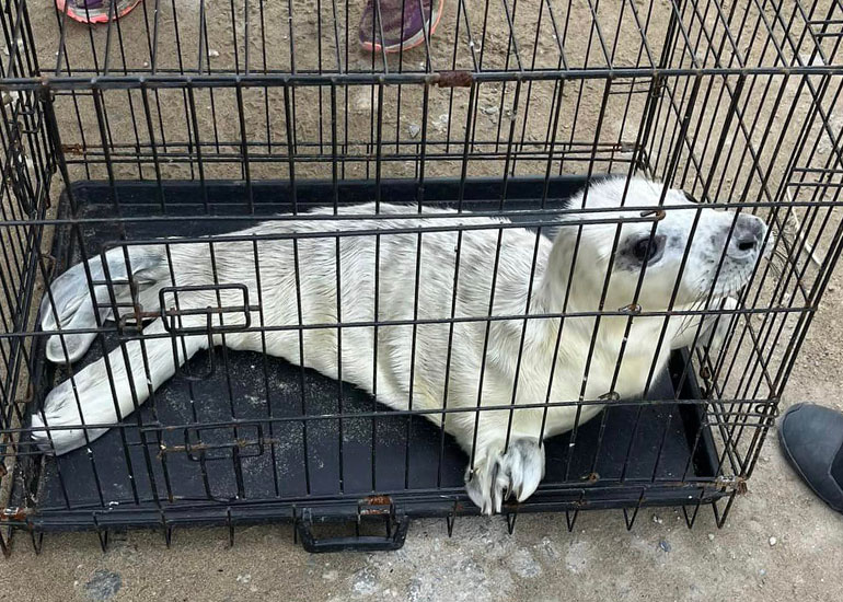 Anthea Hawtrey-Collier - Photo Credit - BDMLR