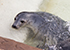 Manatee