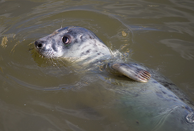 Manatee