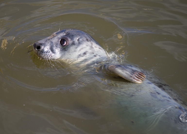 Manatee - photo taken on 30th September 2016