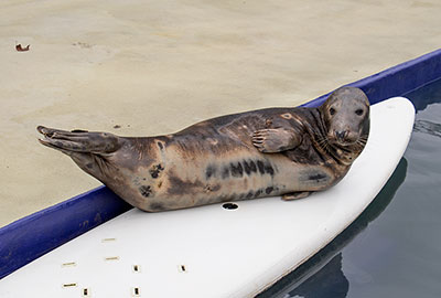 Grey Seal Pool