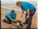 Seal Pup rescue - 9th August 2015!