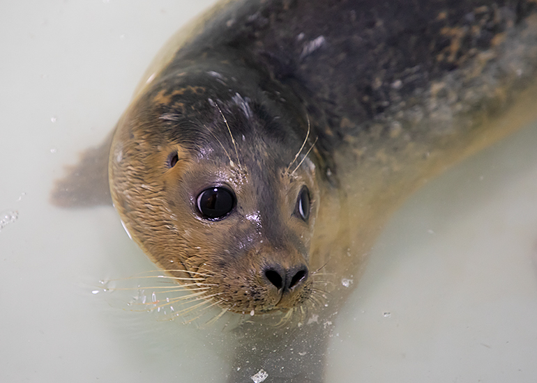 Meatloaf - photo taken on 27th October 2019