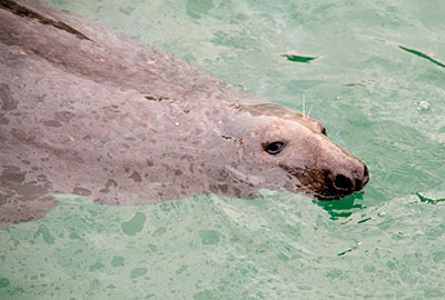Medallion Man in Newqay harbour
