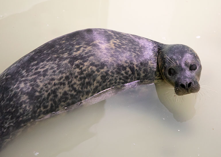 Miley - Resident Common Seal