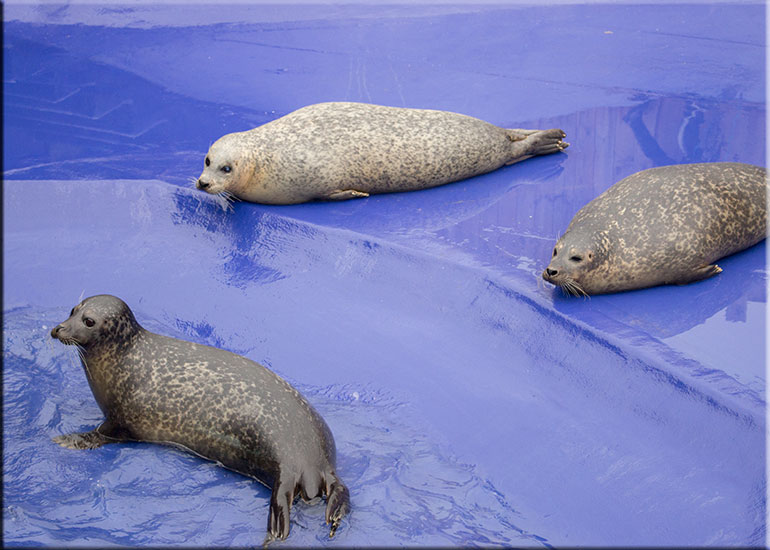 Resident seals - photo taken on 17th November 2015