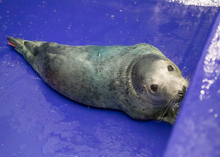 Molly Ringwald , rescued seal pup