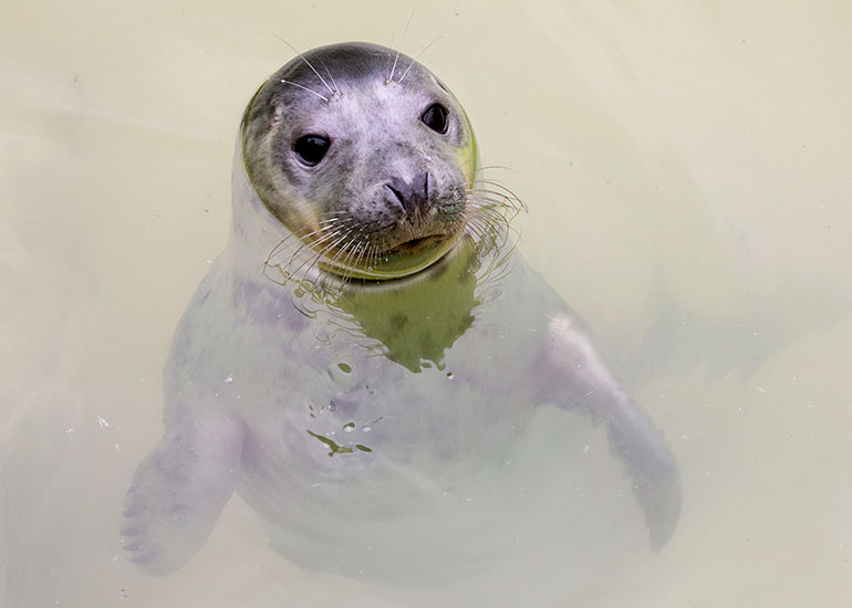 Molly Ringwald , rescued seal pup