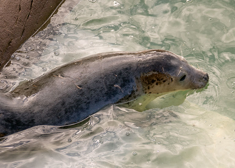 Molly Ringwald , rescued seal pup