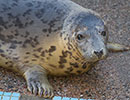 Moomin, a rescued grey seal pup from the 2014/15 season