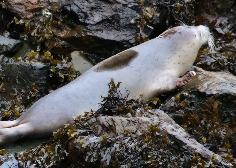 Moon Jelly Fish - Photo credit :  Freya Blockley