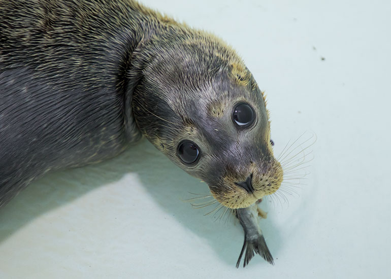 Moonwalk  - photo taken on 26th August 2018