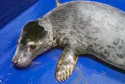 Morlo