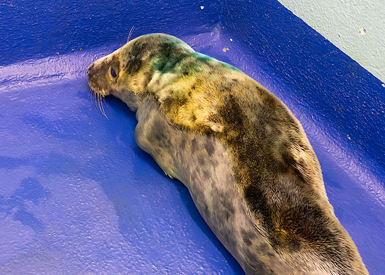 Morrissey, rescued seal pup