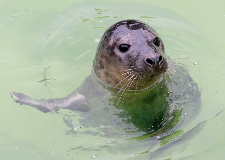 Morrissey, rescued seal pup