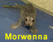 Morwenna, a rescued grey seal pup from the 2017/18 season