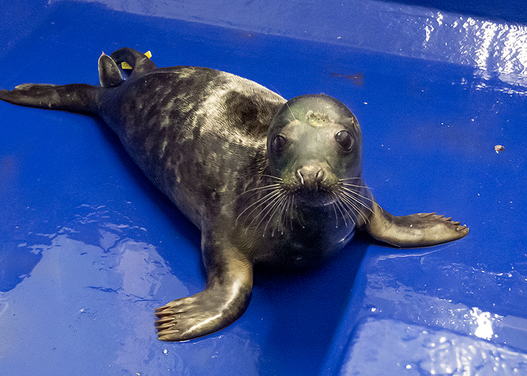 Mr Bump, rescued seal pup
