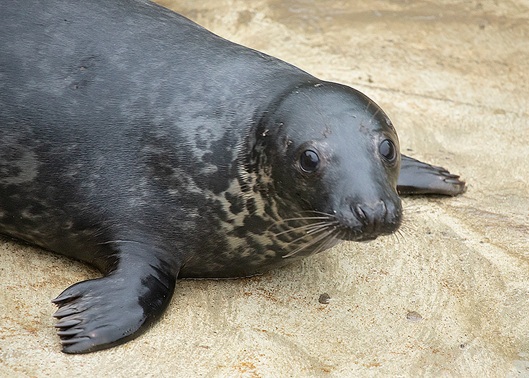 Mr Darcy, rescued seal pup