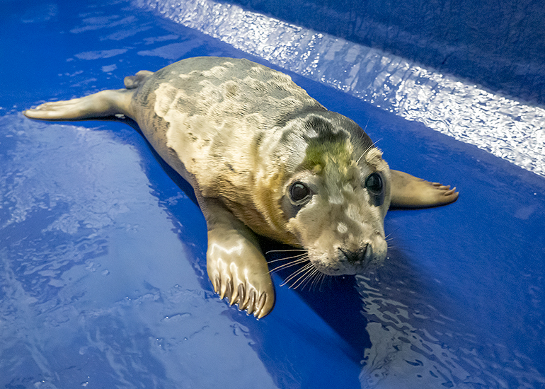 Mrs Claus, rescued seal pup