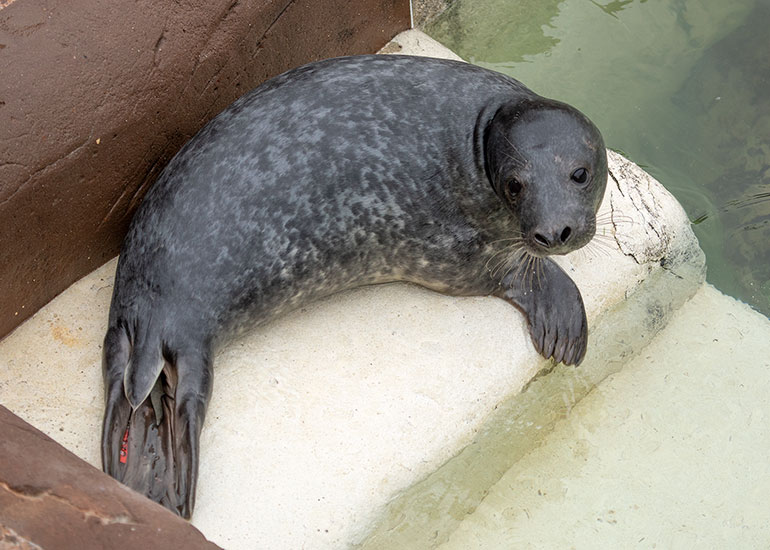 Mr T, rescued seal pup