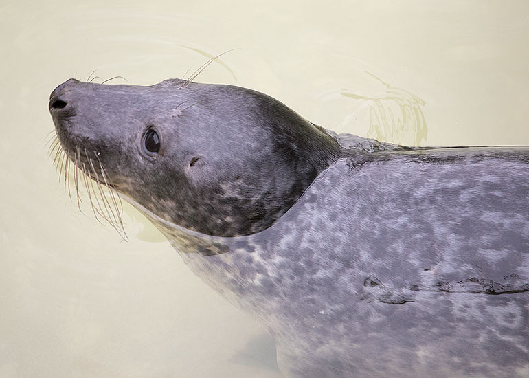 Mr T, rescued seal pup